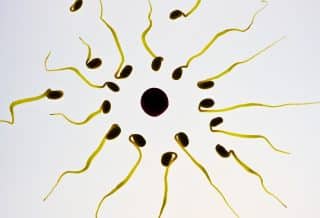 sperm, egg cell, fertilization