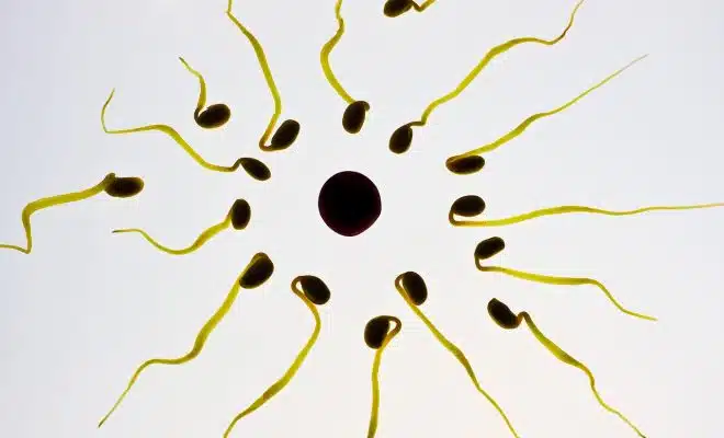 sperm, egg cell, fertilization