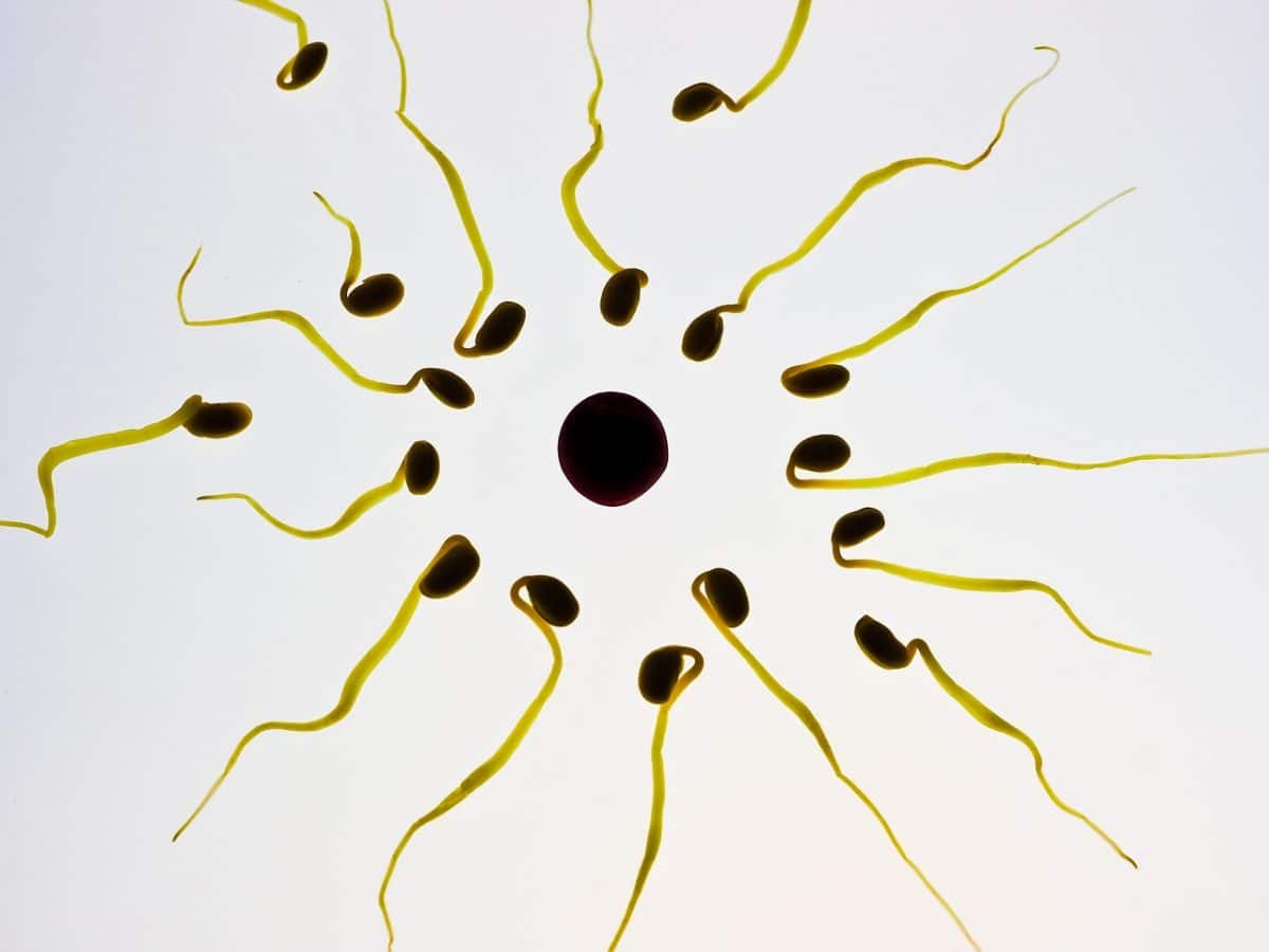 sperm, egg cell, fertilization